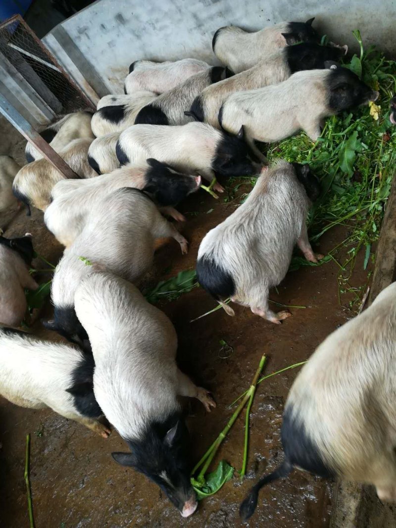 经产母猪带孕种巴马香猪母猪熊猫猪批发
