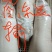 烤香猪食材纯种巴马香猪乳猪批发