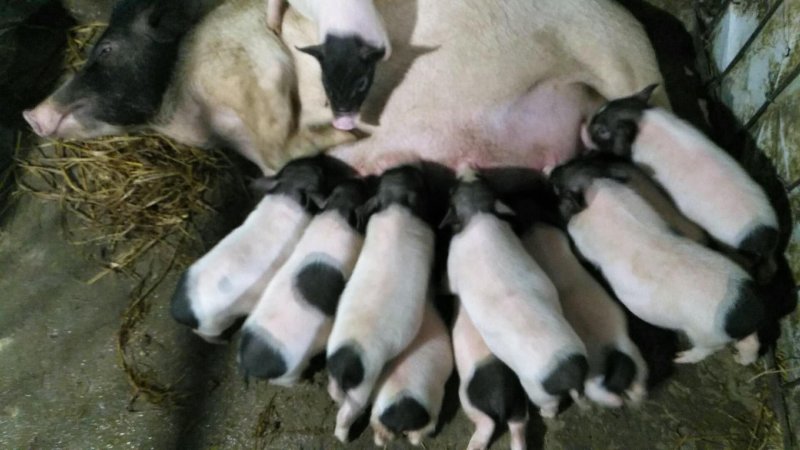 烤香猪食材纯种巴马香猪乳猪批发
