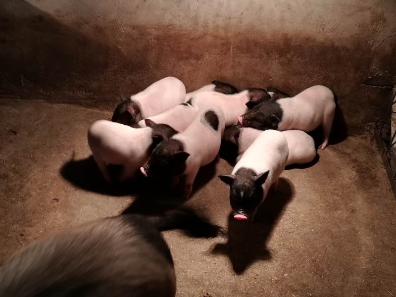 烤香猪食材纯种巴马香猪乳猪批发