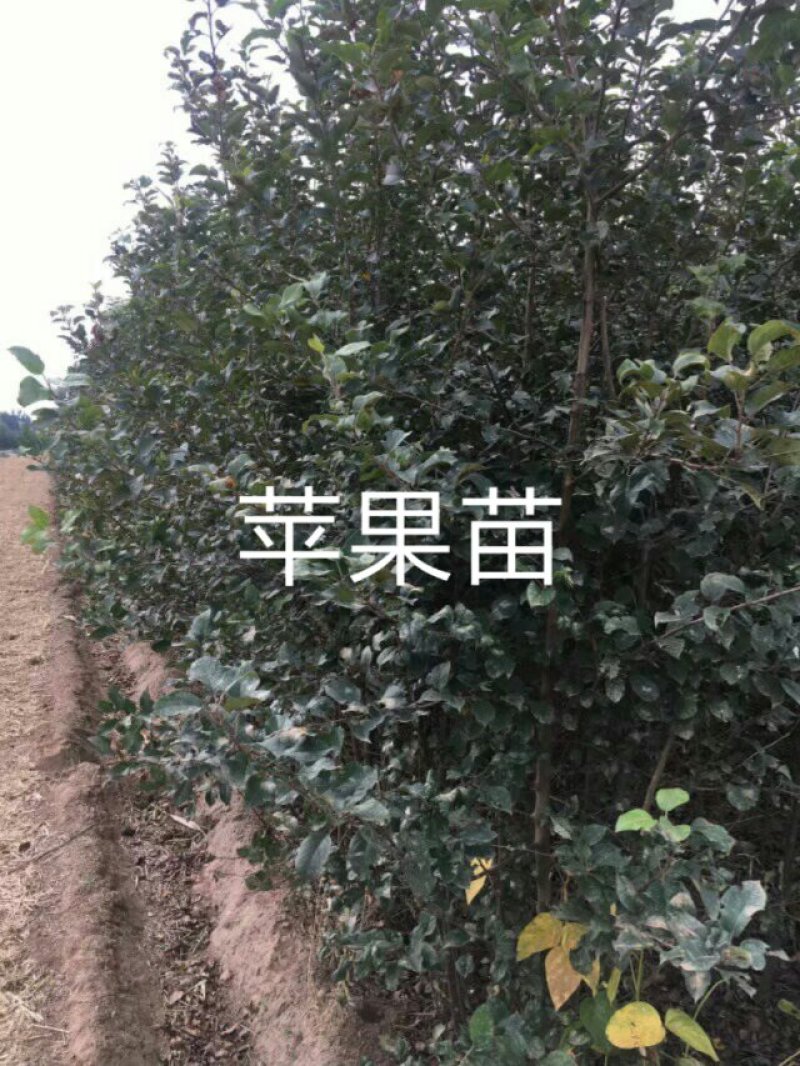 清地处理2—5个烟富八，10，苹果苗，维纳斯黄金树苗
