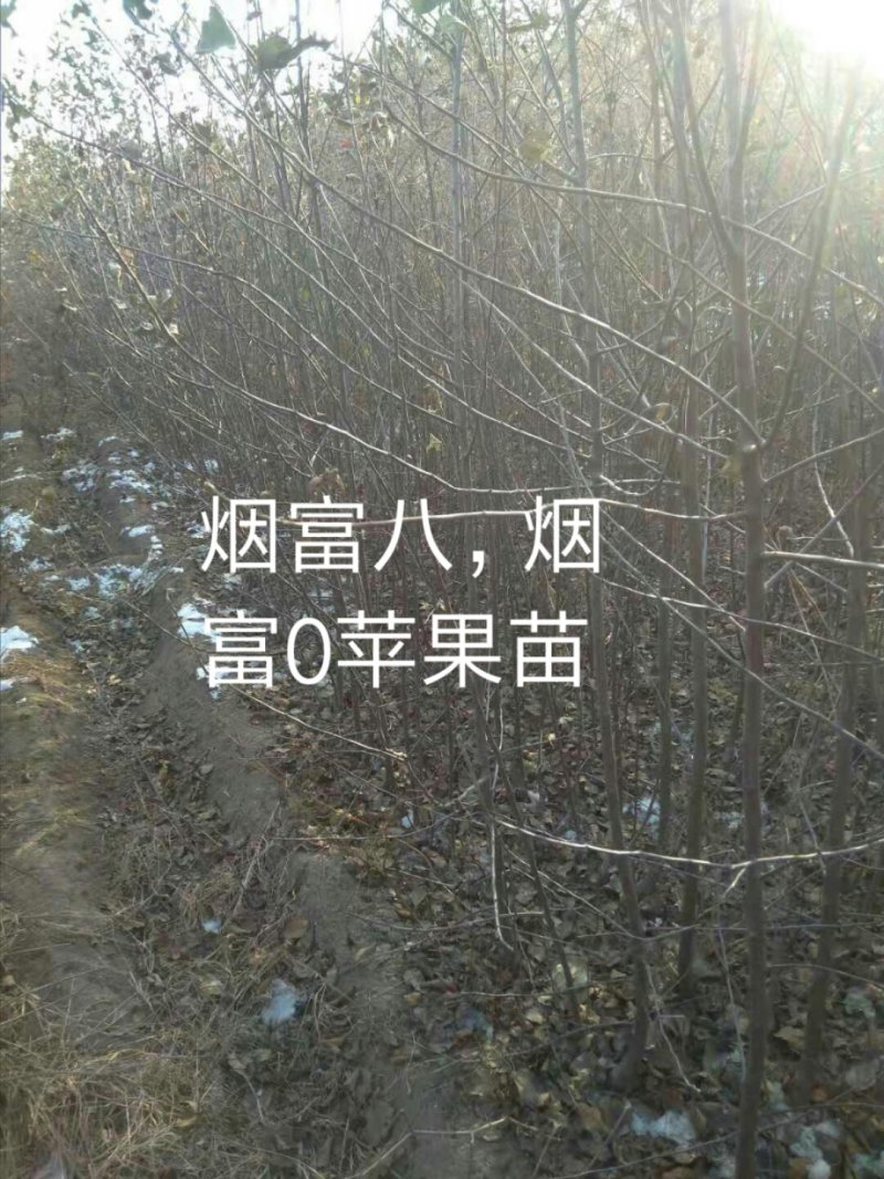 清地处理2—5个烟富八，10，苹果苗，维纳斯黄金树苗