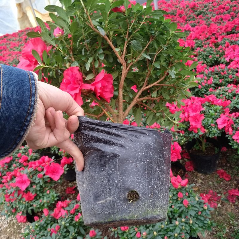 杜鹃花盆栽大规格现花供应永福产地直销一手货源可实地考察