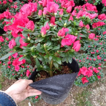 杜鹃花盆栽大规格现花供应永福产地直销一手货源可实地考察