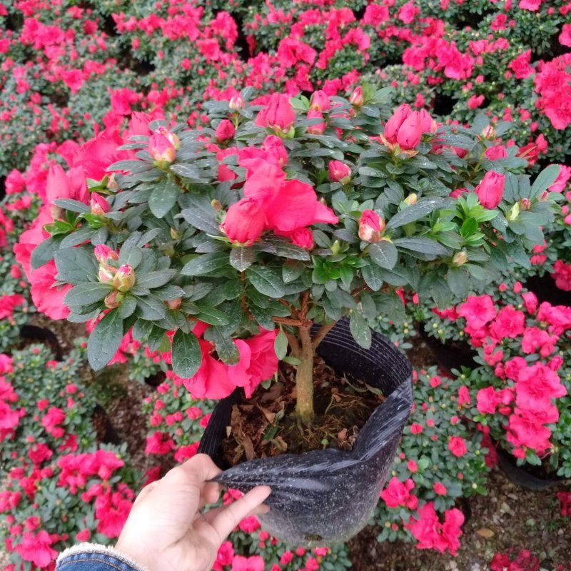杜鹃花盆栽大规格现花供应永福产地直销一手货源可实地考察
