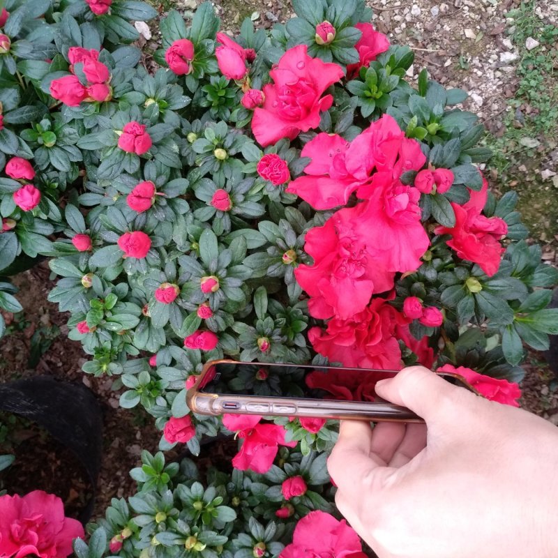 杜鹃花盆栽大规格现花供应永福产地直销一手货源可实地考察