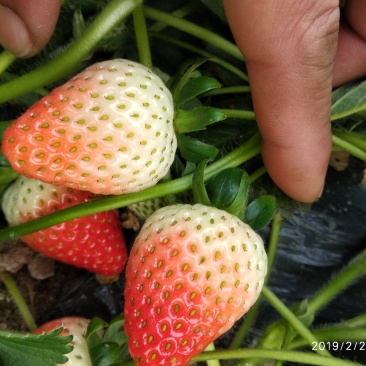 草莓苗,艳丽草莓苗,新品种草莓苗,好吃丰产的草莓苗品种