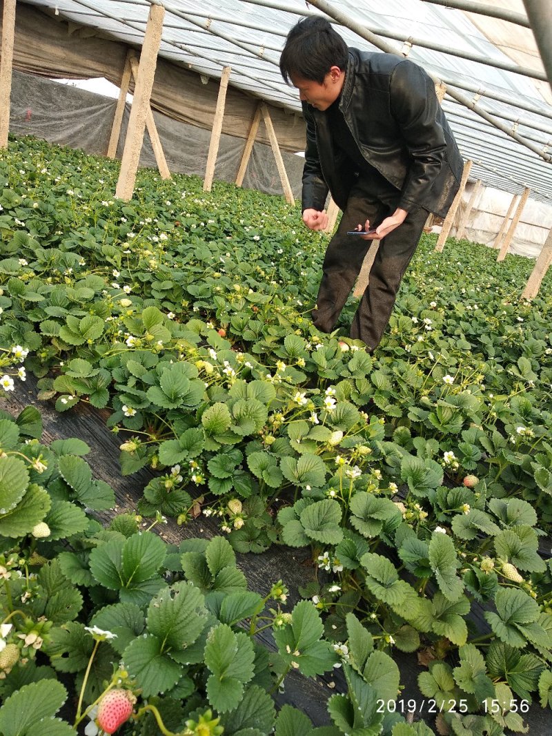 草莓苗，艳丽草莓苗，新品种草莓苗，好吃丰产的草莓苗品种