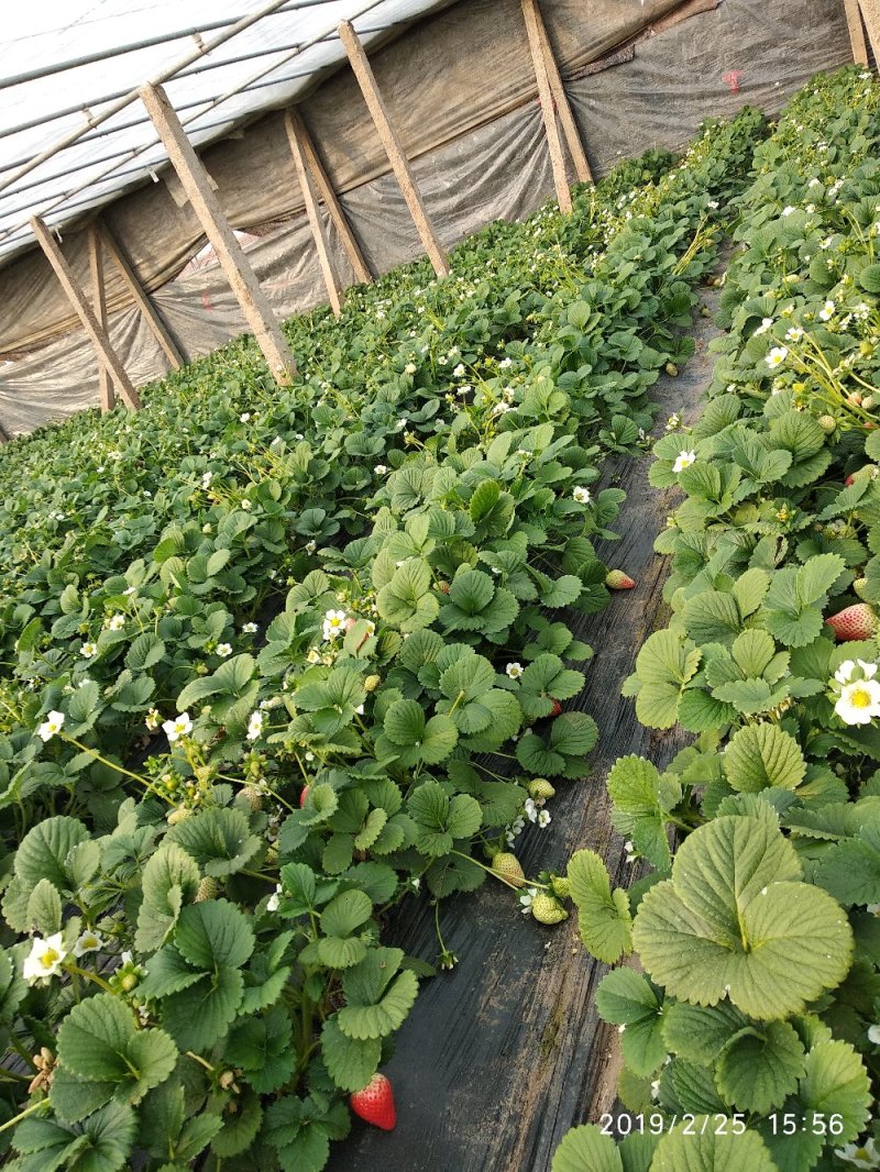 草莓苗，艳丽草莓苗，新品种草莓苗，好吃丰产的草莓苗品种