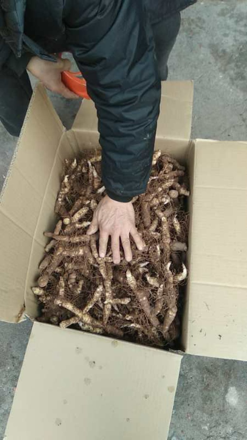 广东省连州新鲜玉竹统货，自己基地，一手货源，质量保证