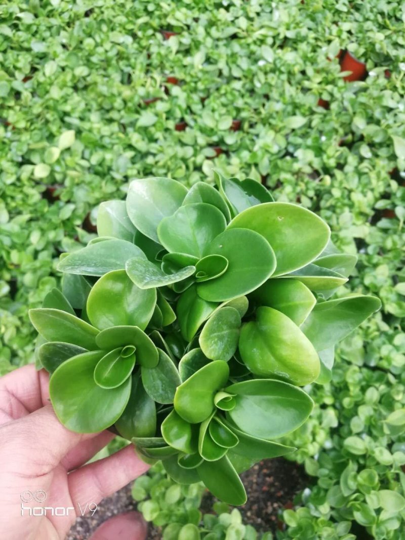 小家碧玉
