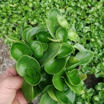 小家碧玉