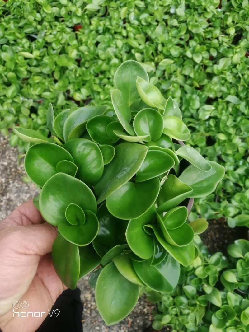 小家碧玉