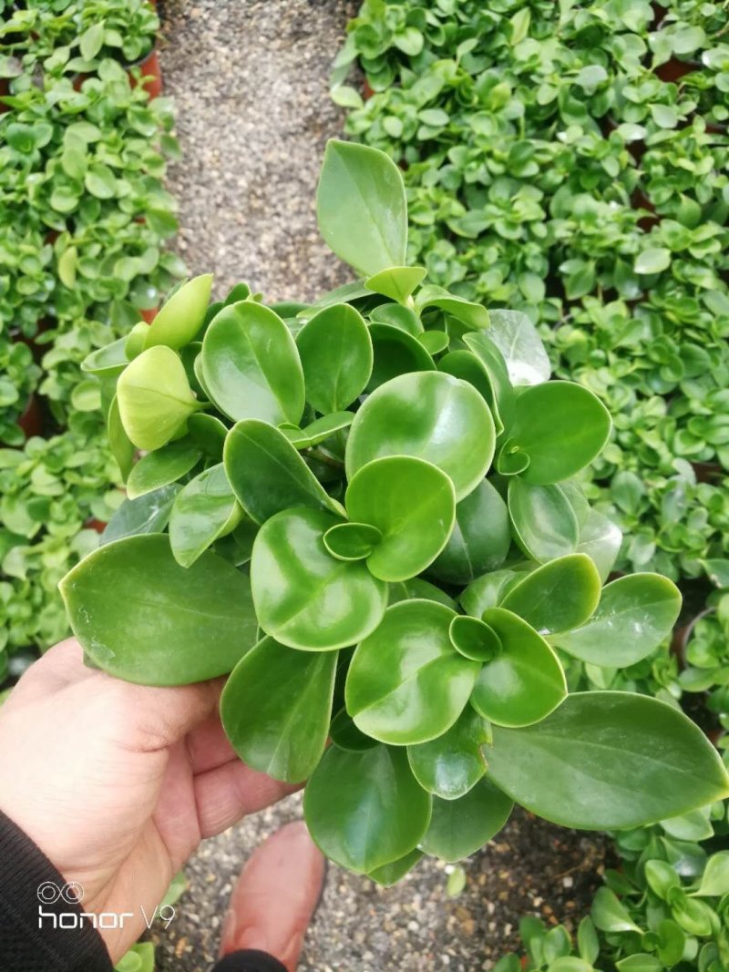 小家碧玉