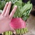 菠菜