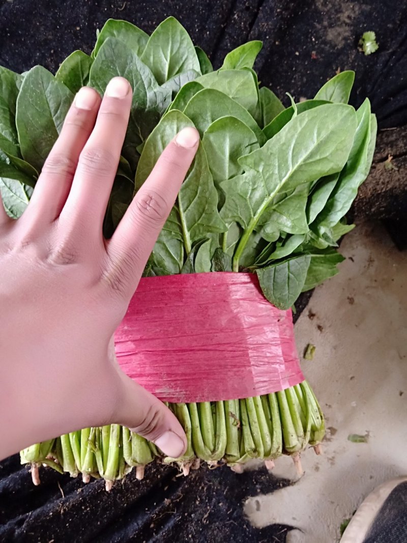 菠菜