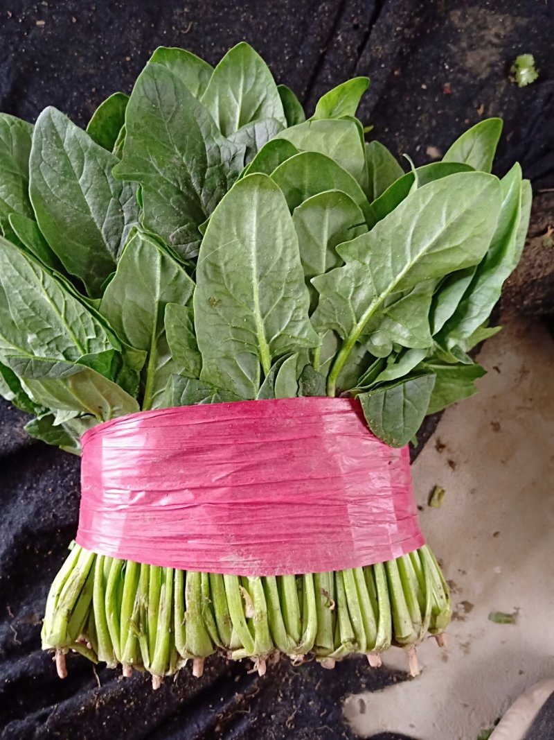 菠菜