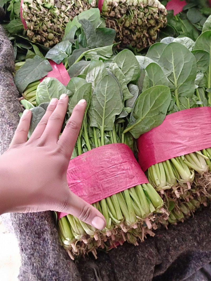 菠菜
