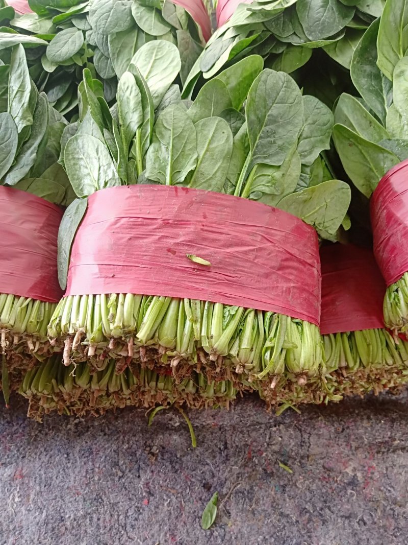 菠菜