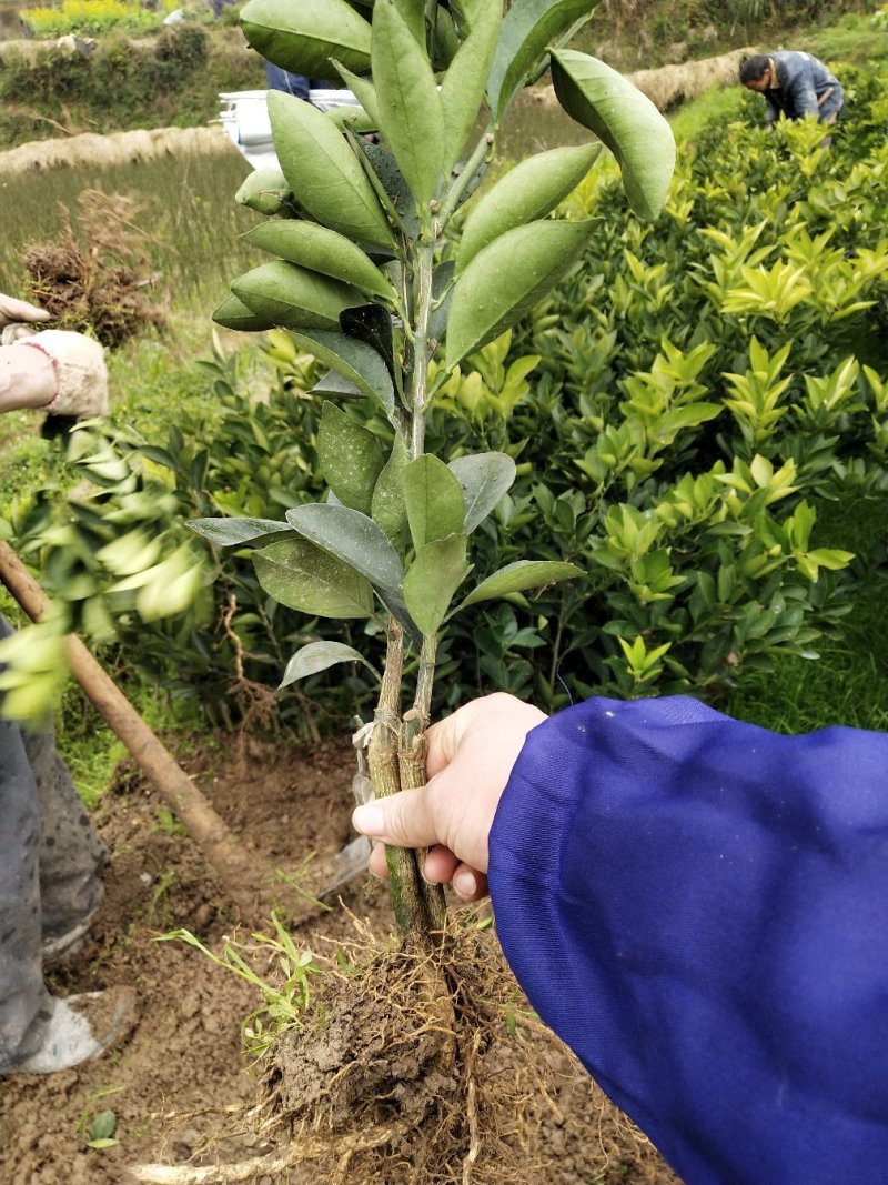 脐橙树苗红肉脐橙大苗卡拉红肉脐橙蜂蜜脐橙苗