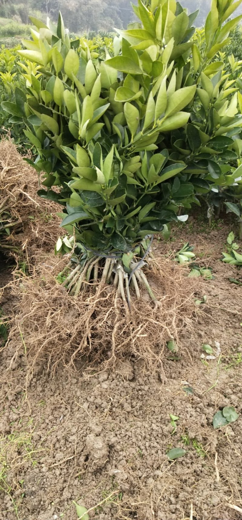 脐橙树苗红肉脐橙大苗卡拉红肉脐橙蜂蜜脐橙苗