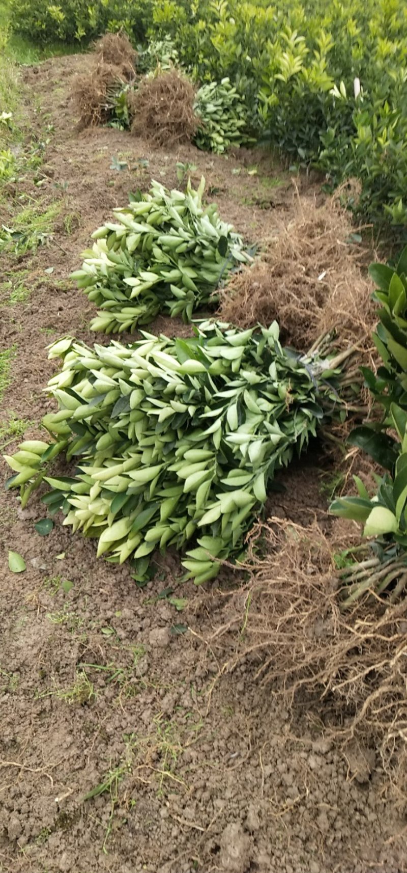 脐橙树苗红肉脐橙大苗卡拉红肉脐橙蜂蜜脐橙苗