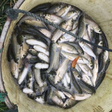 出售草鱼，鲤鱼鱼苗