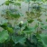 莲子荷花种苗太空36莲藕种
