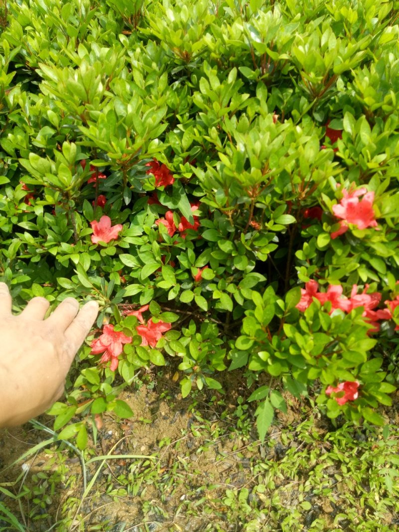 夏娟映山红苗庭院绿化苗木四季常青庭院花园植物花灌木绿化苗