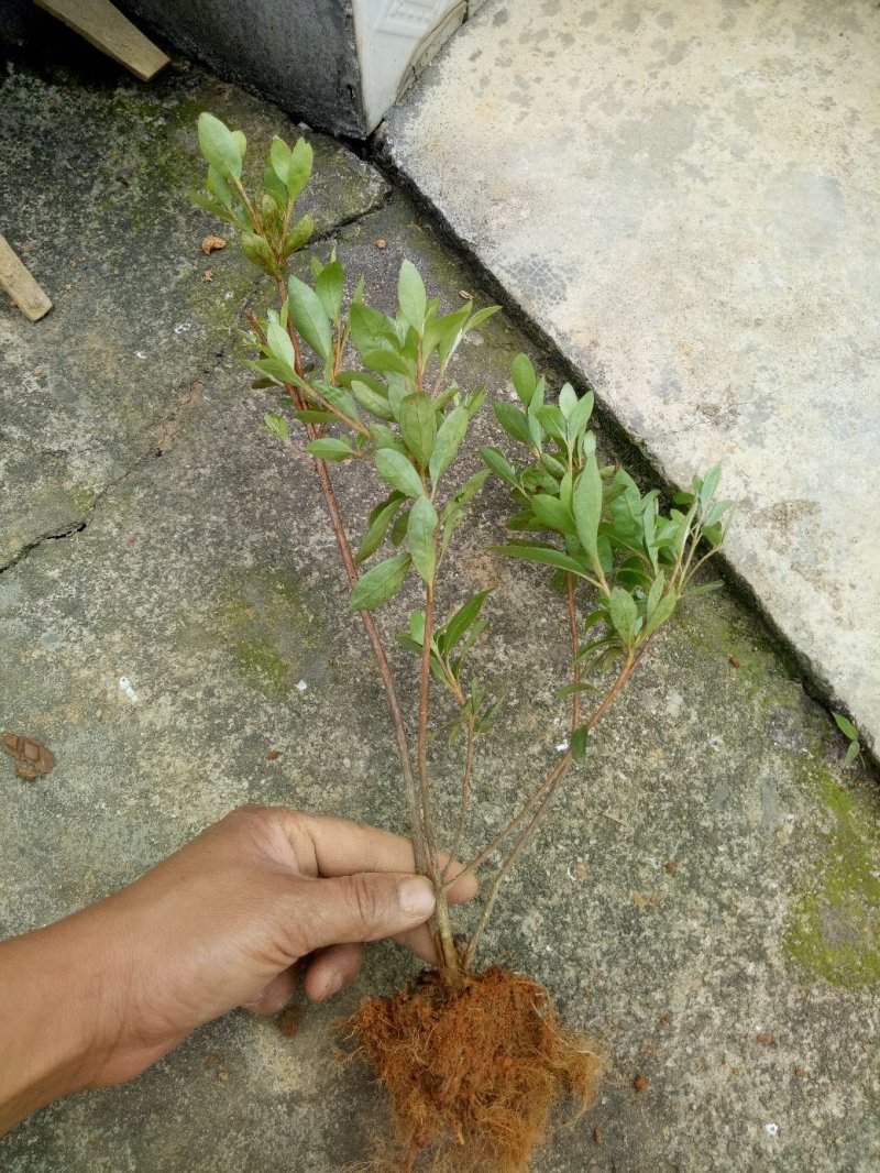 夏娟映山红苗庭院绿化苗木四季常青庭院花园植物花灌木绿化苗