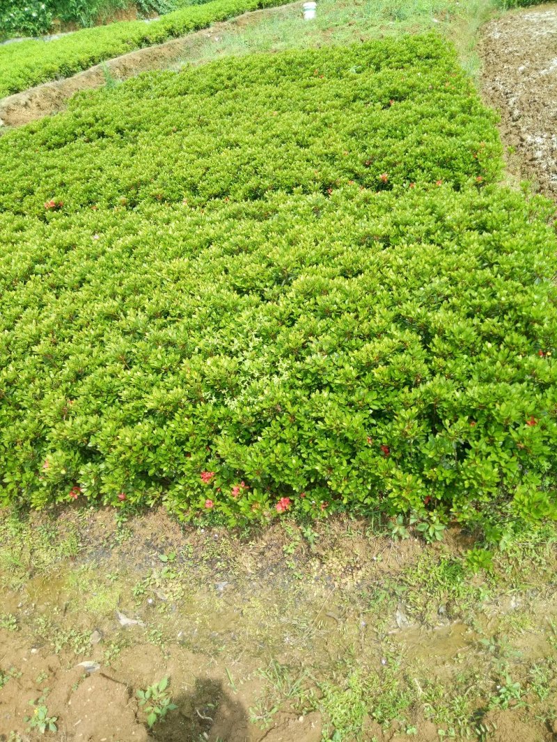 夏娟映山红苗庭院绿化苗木四季常青庭院花园植物花灌木绿化苗