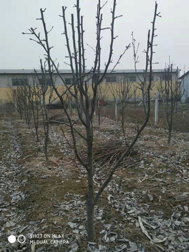 梨树