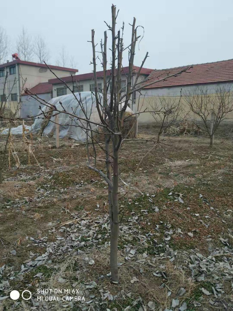 梨树