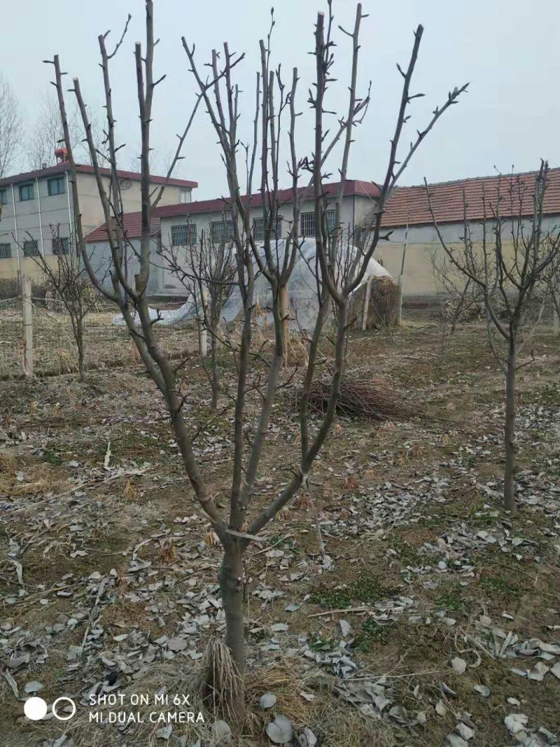 梨树