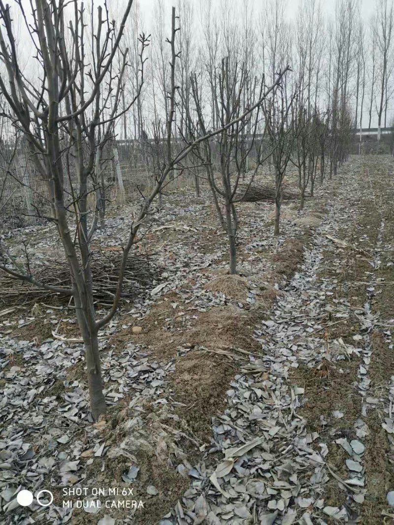 梨树