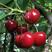 黑珍珠车厘子苗，品种纯正，美国大樱桃苗基地