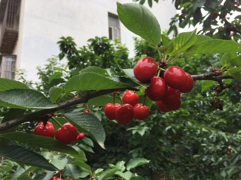 黑珍珠车厘子苗，品种纯正，美国大樱桃苗基地