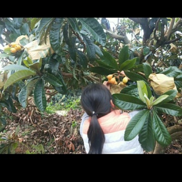 蒙自农家种植长虹枇杷