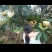 蒙自农家种植长虹枇杷