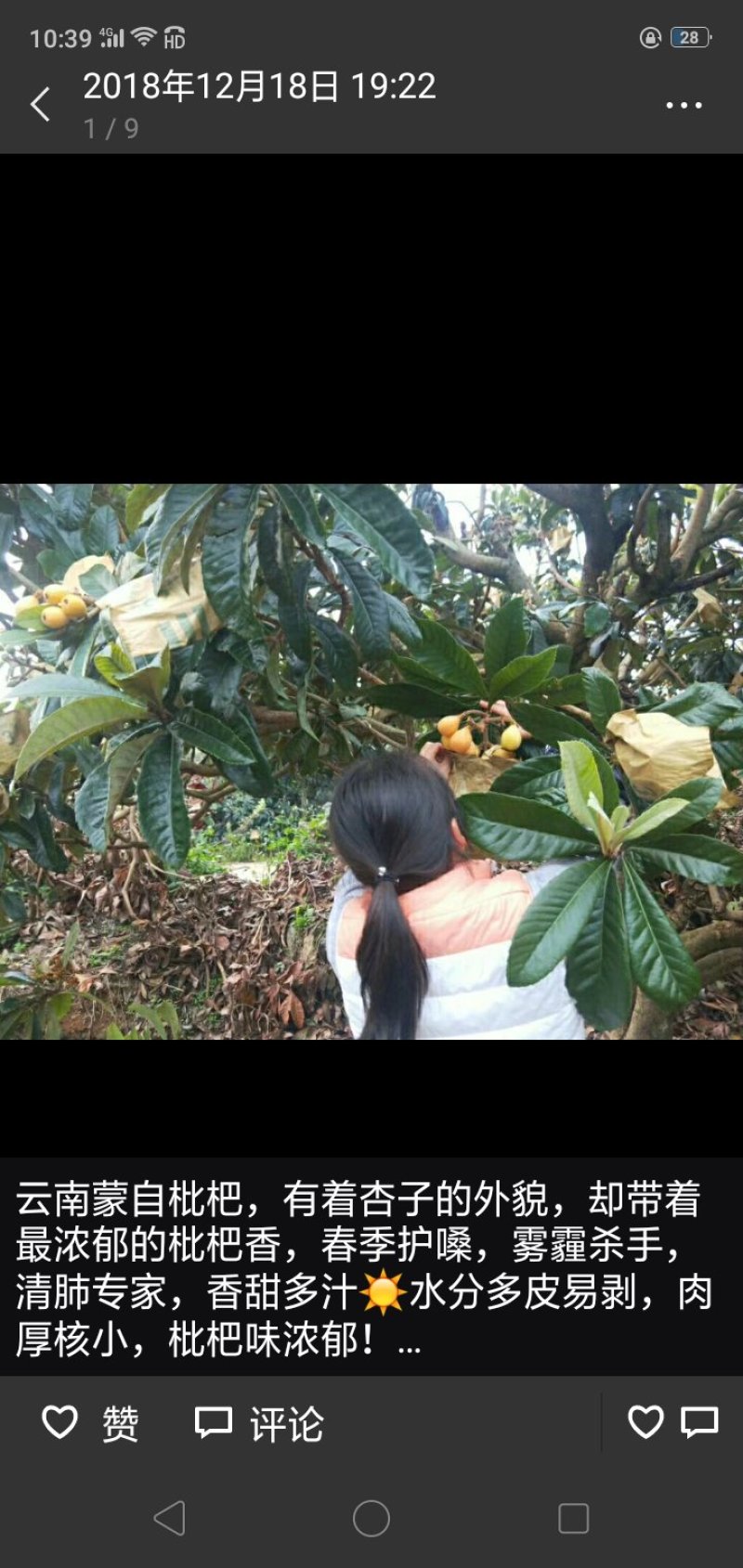 蒙自农家种植长虹枇杷