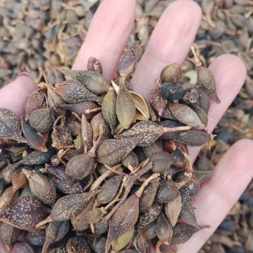 连翘青翘药用各种中药材批发零售各种规格中药材