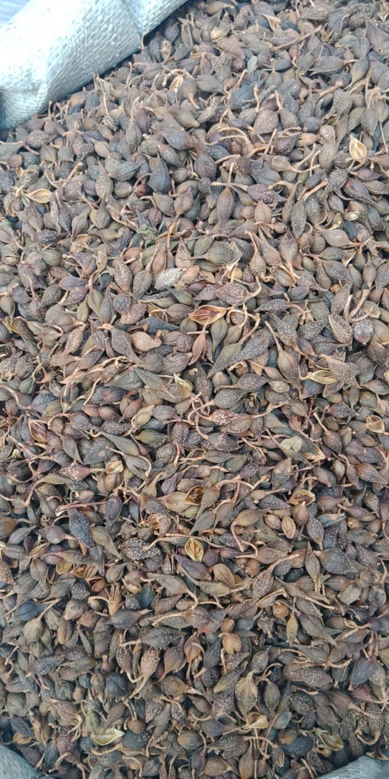 连翘青翘药用各种中药材批发零售各种规格中药材