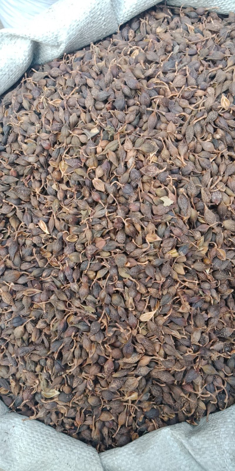 连翘青翘药用各种中药材批发零售各种规格中药材