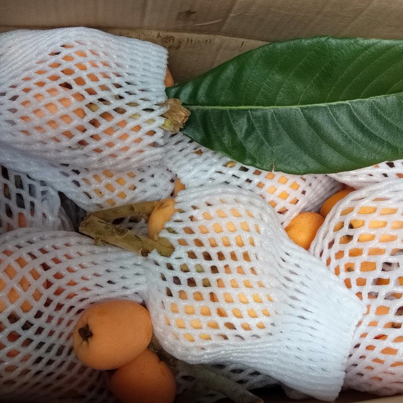蒙自农家种植长虹枇杷