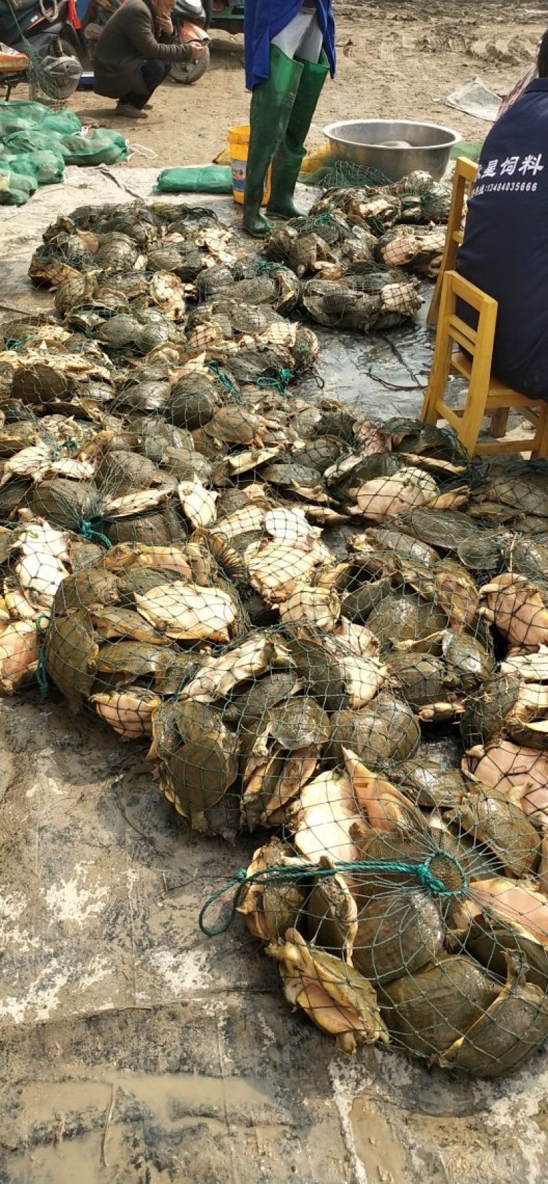 热销甲鱼，外塘甲鱼，中华鳖，公鱼，凶猛，包活