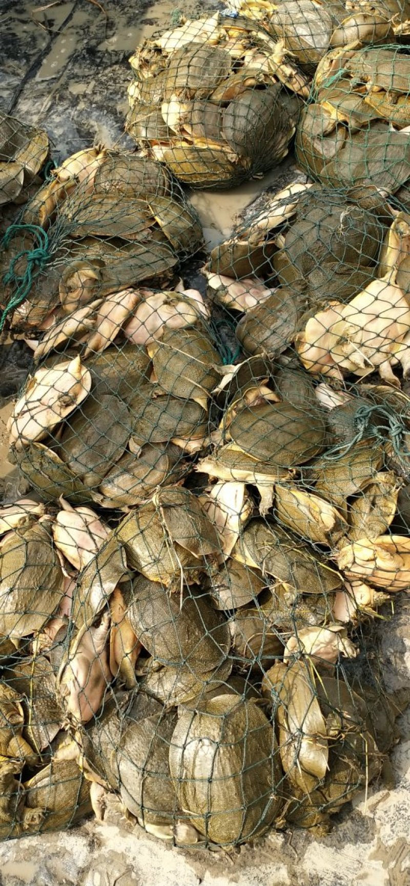 热销甲鱼，外塘甲鱼，中华鳖，公鱼，凶猛，包活