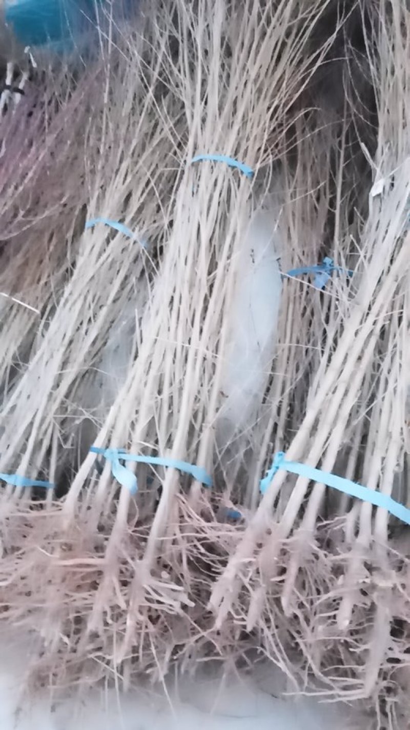 毛桃苗占地桃树改接桃树品种山桃根系好量大优惠