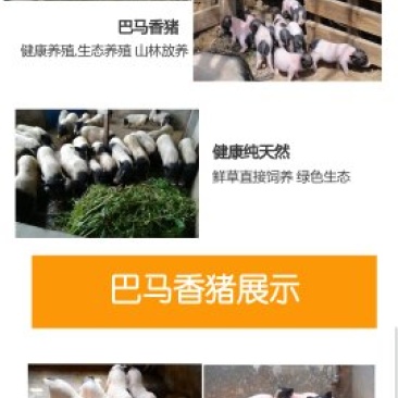 经产母猪带孕种巴马香猪母猪熊猫猪批发