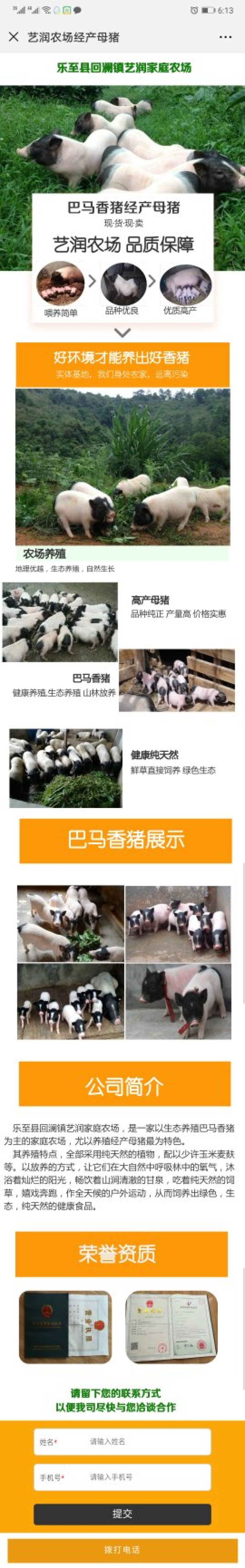 经产母猪带孕种巴马香猪母猪熊猫猪批发