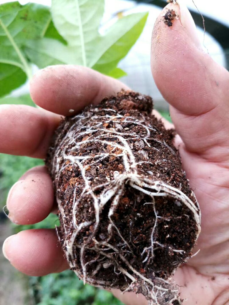 黄晶果苗